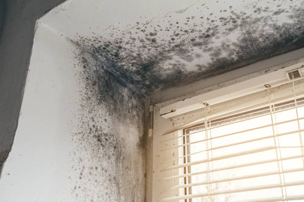 Affordable Commercial Mold Remediation solutions in Richland, WA